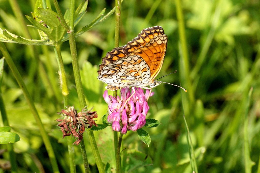 Melitaea phoebe?